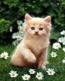 aujourd'hui pas de photos, punie pas de sortie...